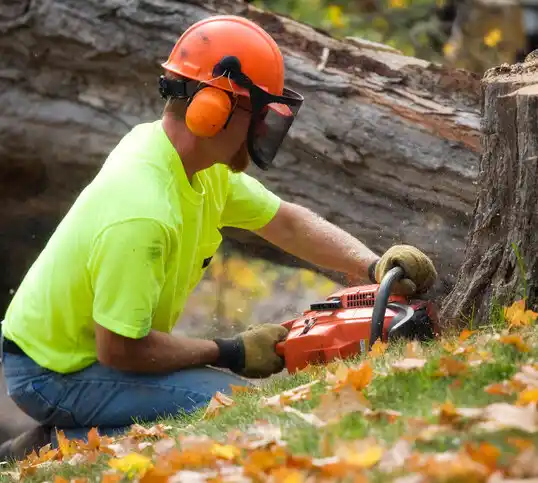 tree services Plum Springs